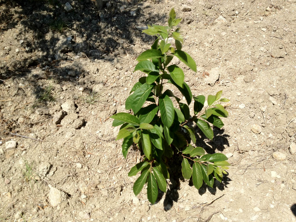 Noce selvatica?! Diospyros non risolto